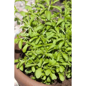Stevia Pflanze im Topf, grüne Blätter. Süßkraut für Beet und Kübel.