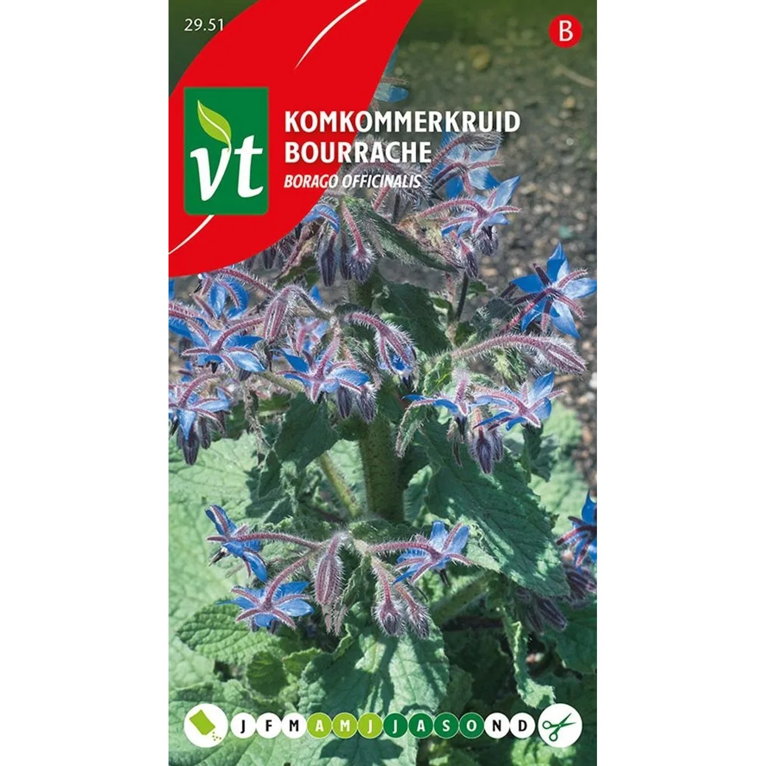 Bohnenkraut Saatgut ca. 1,5 g Aromatisch