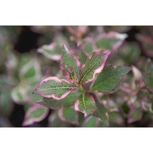 Nahaufnahme der Weigelie Florida Monet mit grün-weiß-rosa Laub. Bunte Weigelie für Garten und Beet.