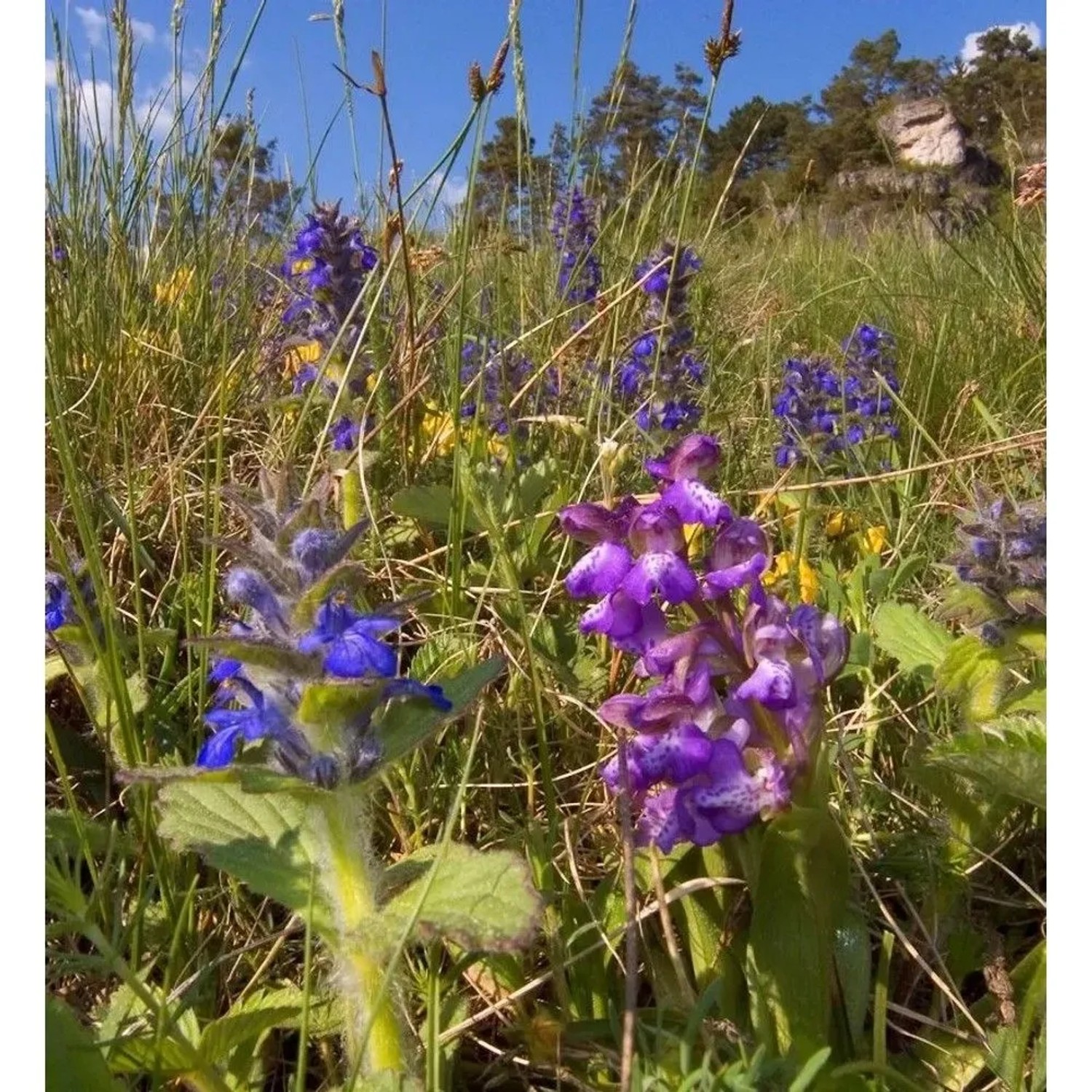 Genfer Günsel Tottenham - Ajuga genevensis