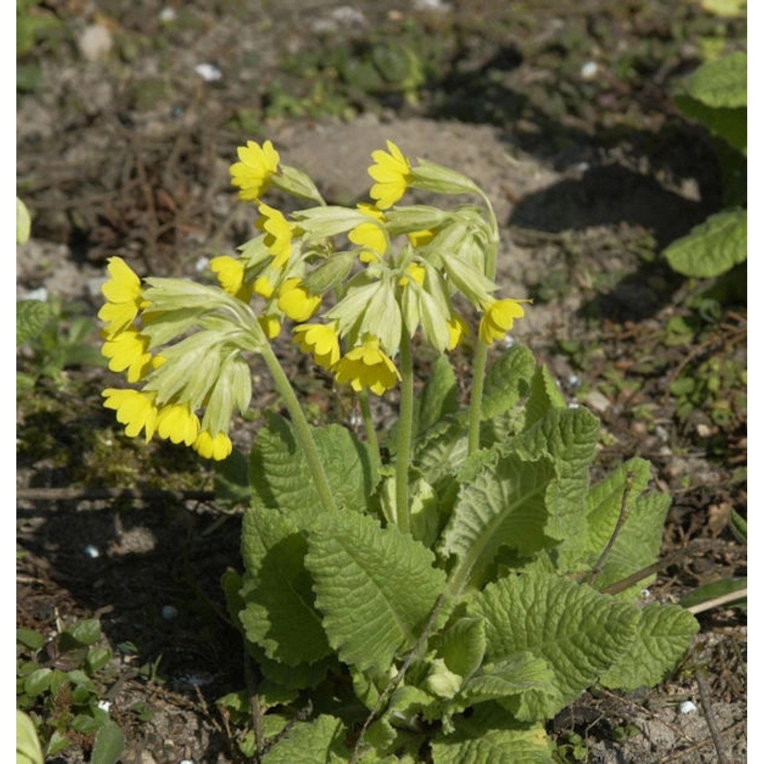 Himmelschlüssel - Primula elatior günstig online kaufen