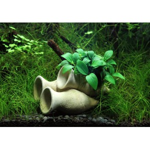 Aquariumpflanze: Dennerle Garnelen-Amphore mit Anubias Barteri Bonsai im Aquarium.