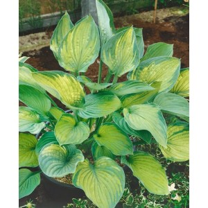 Hosta 'Sharmon Funkie' im Topf: Grüne Funkie mit gelb-geringten Blättern, ideal für schattige Standorte.