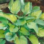 Hosta 'Sharmon Funkie' im Topf: Grüne Funkie mit gelb-geringten Blättern, ideal für schattige Standorte.