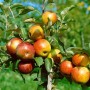 Apfelbaum Malus Domestica McIntosh mit reifen, rot-gelben Äpfeln an den Ästen.
