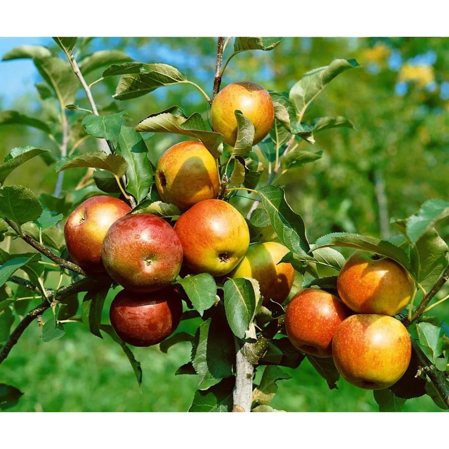 Apfelbaum Malus Domestica McIntosh mit reifen, rot-gelben Äpfeln an den Ästen.