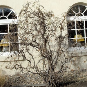 Korkenzieher-Hasel (Corylus avellana) mit gedrehten Ästen vor Hauswand.