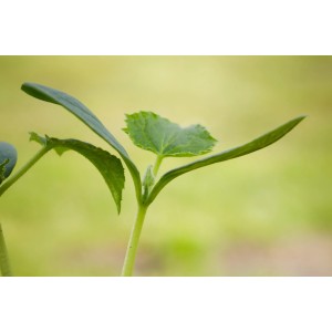 Jungpflanze der Grow by OBI Schlangengurke (Cucumis sativus) im Topf mit grünen Blättern.