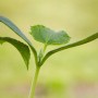 Jungpflanze der Grow by OBI Schlangengurke (Cucumis sativus) im Topf mit grünen Blättern.