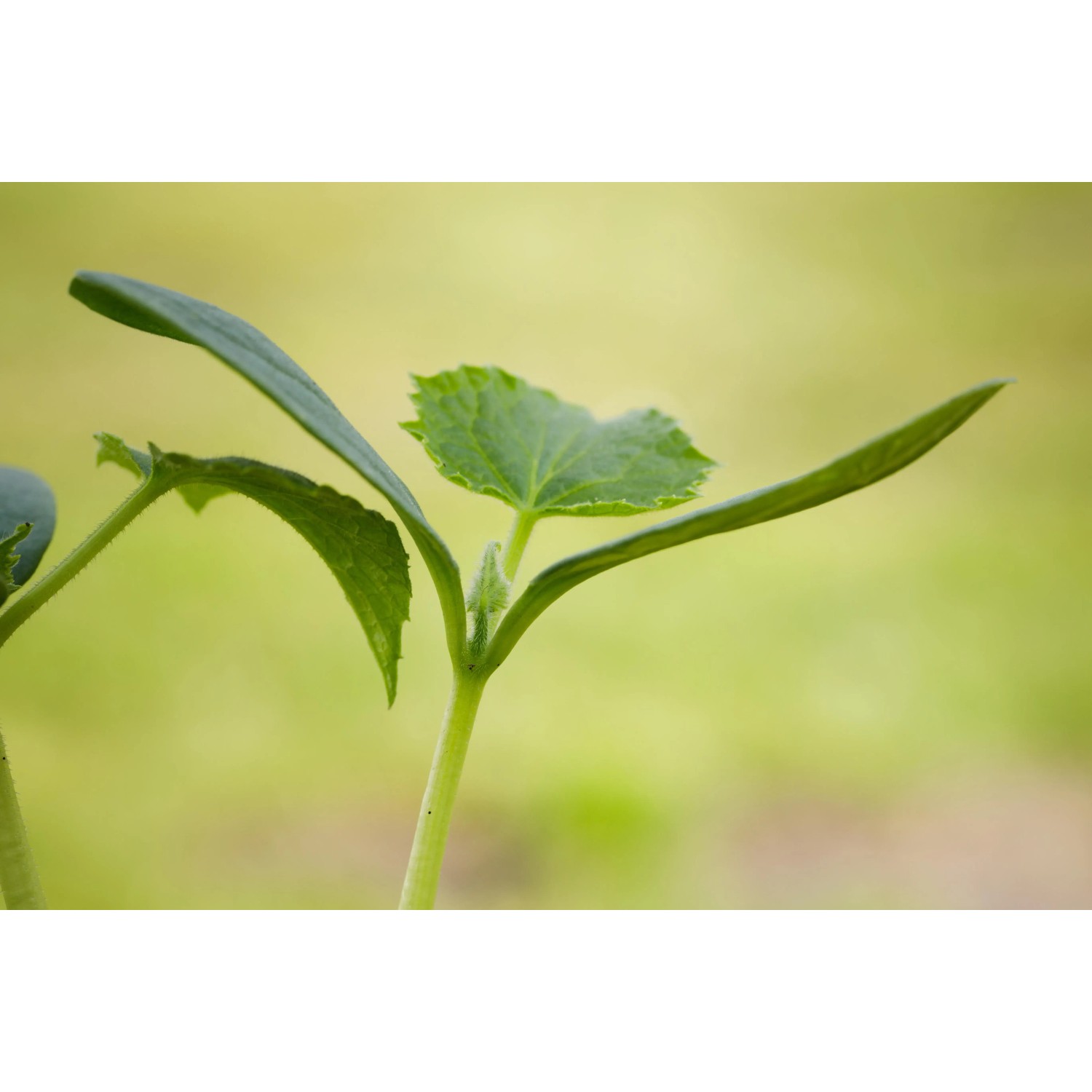 Jungpflanze der Grow by OBI Schlangengurke (Cucumis sativus) im Topf mit grünen Blättern.