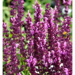Salbei Pusztaflamme - Salvia nemorosa