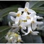 Nahaufnahme der weißen Blüten der Frühlingsduftblüte (Osmanthus burkwoodii).