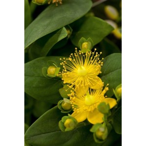 Gelbe Hypericum Rose von Sharon im 9x9 cm Topf, ein blühender Bodendecker.