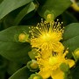 Gelbe Hypericum Rose von Sharon im 9x9 cm Topf, ein blühender Bodendecker.
