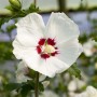 Garten-Eibisch 'Red Heart' (Hibiscus Syriacus) mit weißer Blüte und rotem Herz, 80-100 cm hoch.