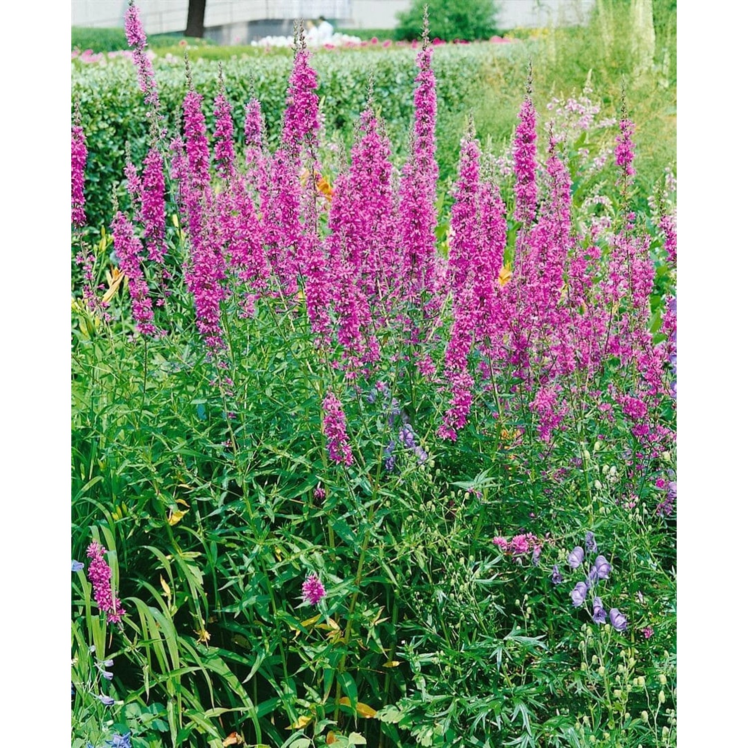 Lythrum Virgatum Blutweiderich Ca. 9x9 cm Topf günstig online kaufen