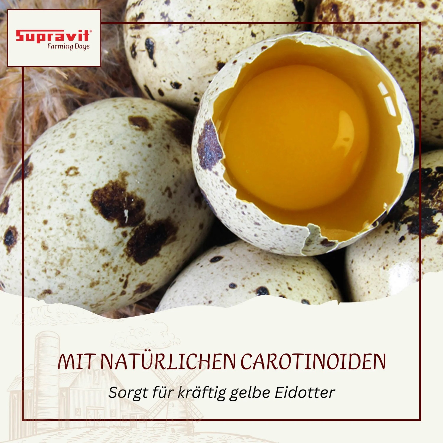Supravit Maisbruch für Hühner. Ein Ei mit leuchtend gelbem Dotter, umgeben von gesprenkelten Eiern. Fördert kräftige Eidotterfarbe.