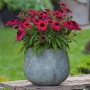 Purpur-Sonnenhut im Topf, ca. 28 cm hoch. Echinacea purpurea Sunmagic im Garten.