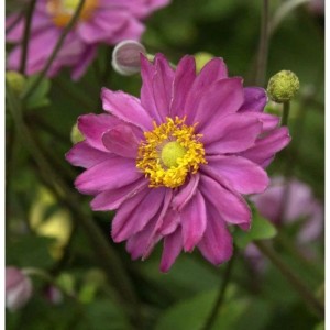 Nahaufnahme einer rosafarbenen Herbstanemone Margarete im Garten.