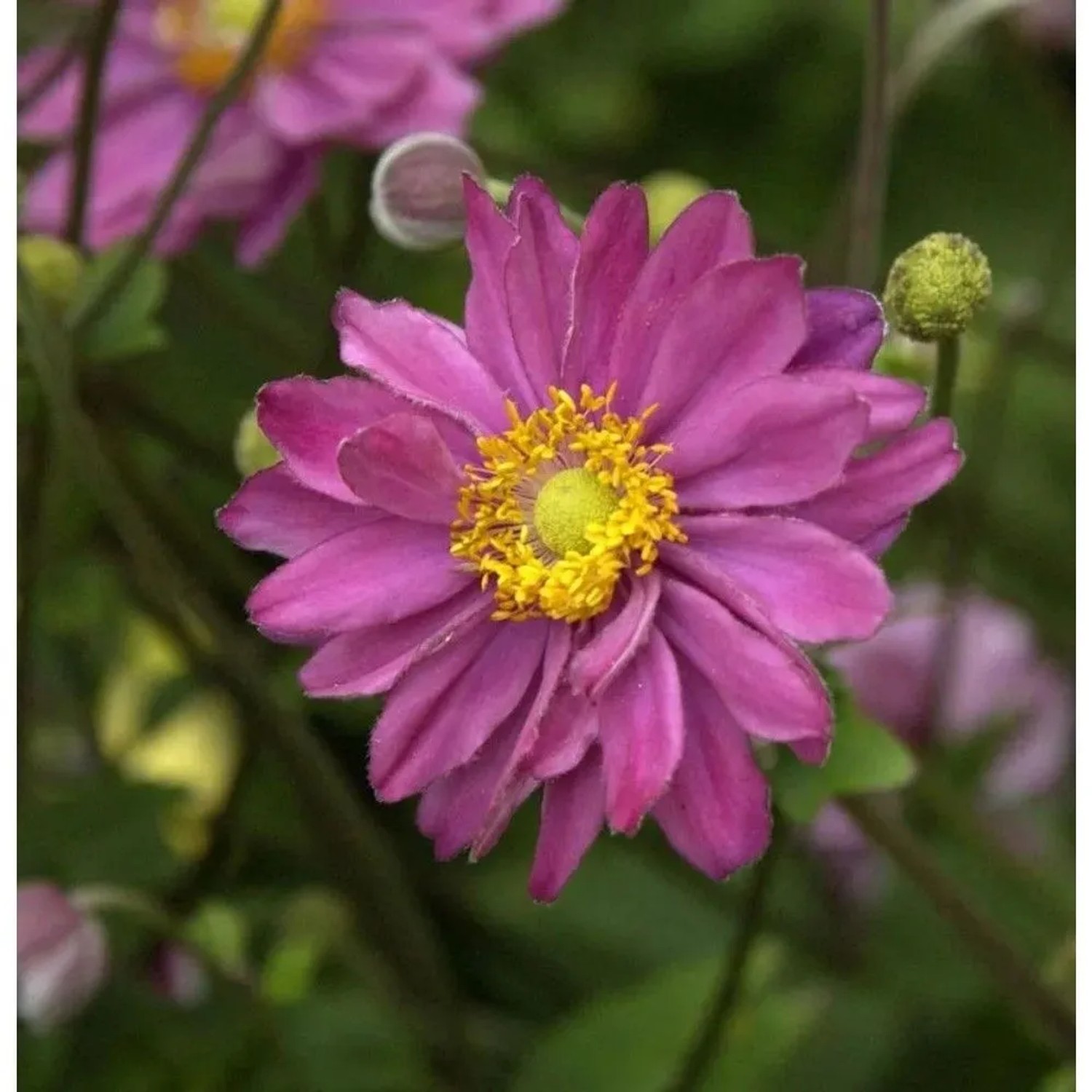 Herbstanemone Margarete - Anemone japonica