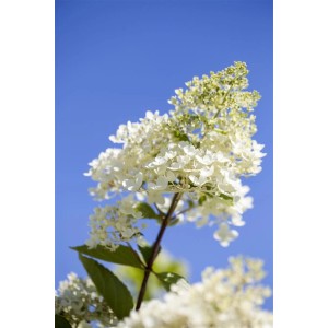Rispenhortensie 'Tardiva' mit weißen Blüten vor blauem Himmel. Blühende Gartenhortensie, ca. 80-100 cm hoch.