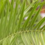 Nahaufnahme der grünen Blätter einer Kanarischen Dattelpalme (Phoenix canariensis).