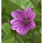 Lila Blüte der Wilden Malve (Malva sylvestris) mit fünf Blütenblättern und grünen Blättern. Gartenstaude.