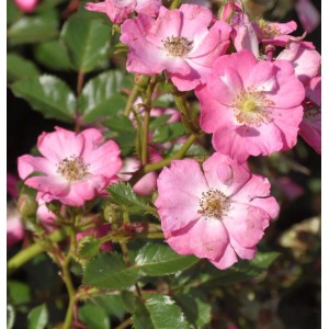 Nahaufnahme der Hochstamm Rose Lupo mit zarten, rosa Blüten und grünen Blättern.