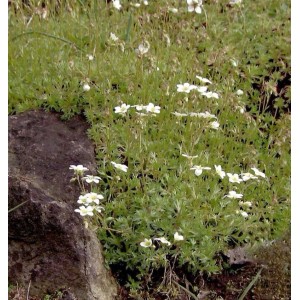 Teppich-Steinbrech Staude (Saxifraga hypnoides) mit kleinen, weißen Blüten im Garten.