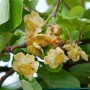 Blühende Actinidia chinensis 'Male' Kiwi-Pflanze mit grünen Blättern. Kletterpflanze.