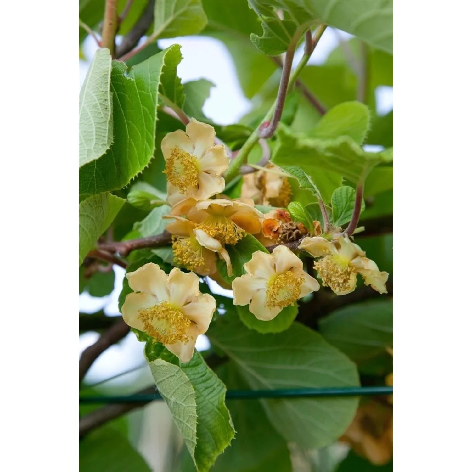 Blühende Actinidia chinensis 'Male' Kiwi-Pflanze mit grünen Blättern. Kletterpflanze.