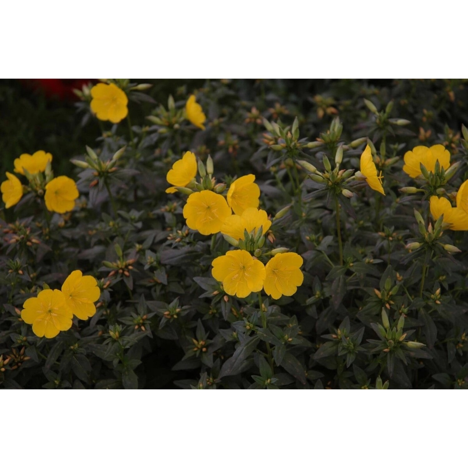 Oenothera Tetragona Hohes Licht Nachtkerze Ca. 9x9 cm Topf günstig online kaufen