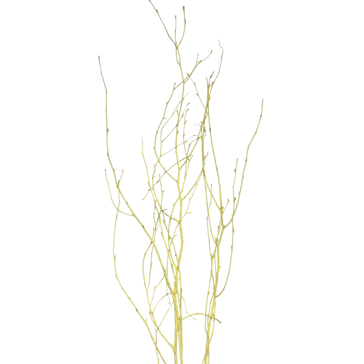 Birkenzweige Trockenfloristik Bund Betula ca. 110 cm Pastellgelb kaufen bei OBI