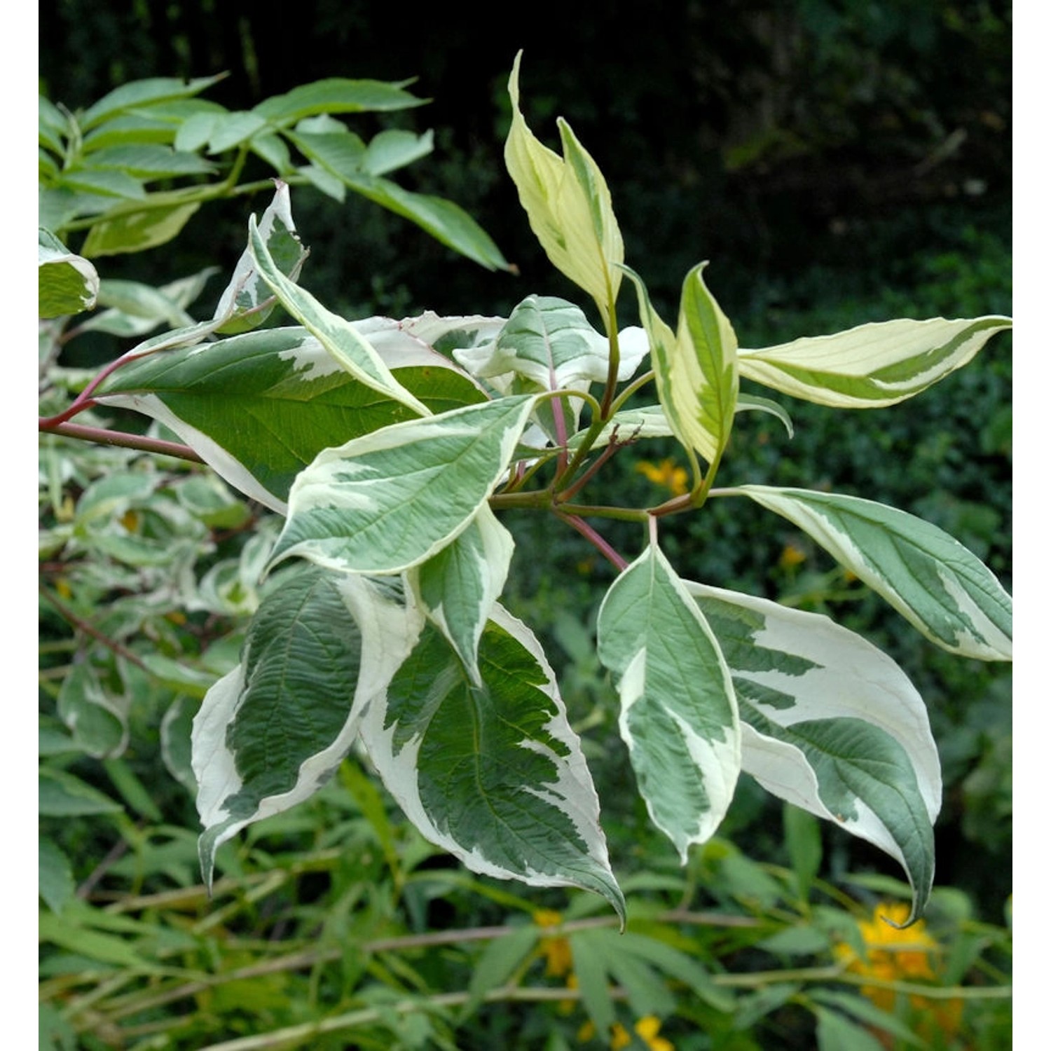 Weißbunter Hartriegel 80-100cm - Cornus alba günstig online kaufen