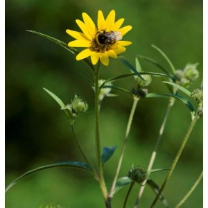 Gelbe Westliche Sonnenblume mit einer Hummel auf der Blüte.