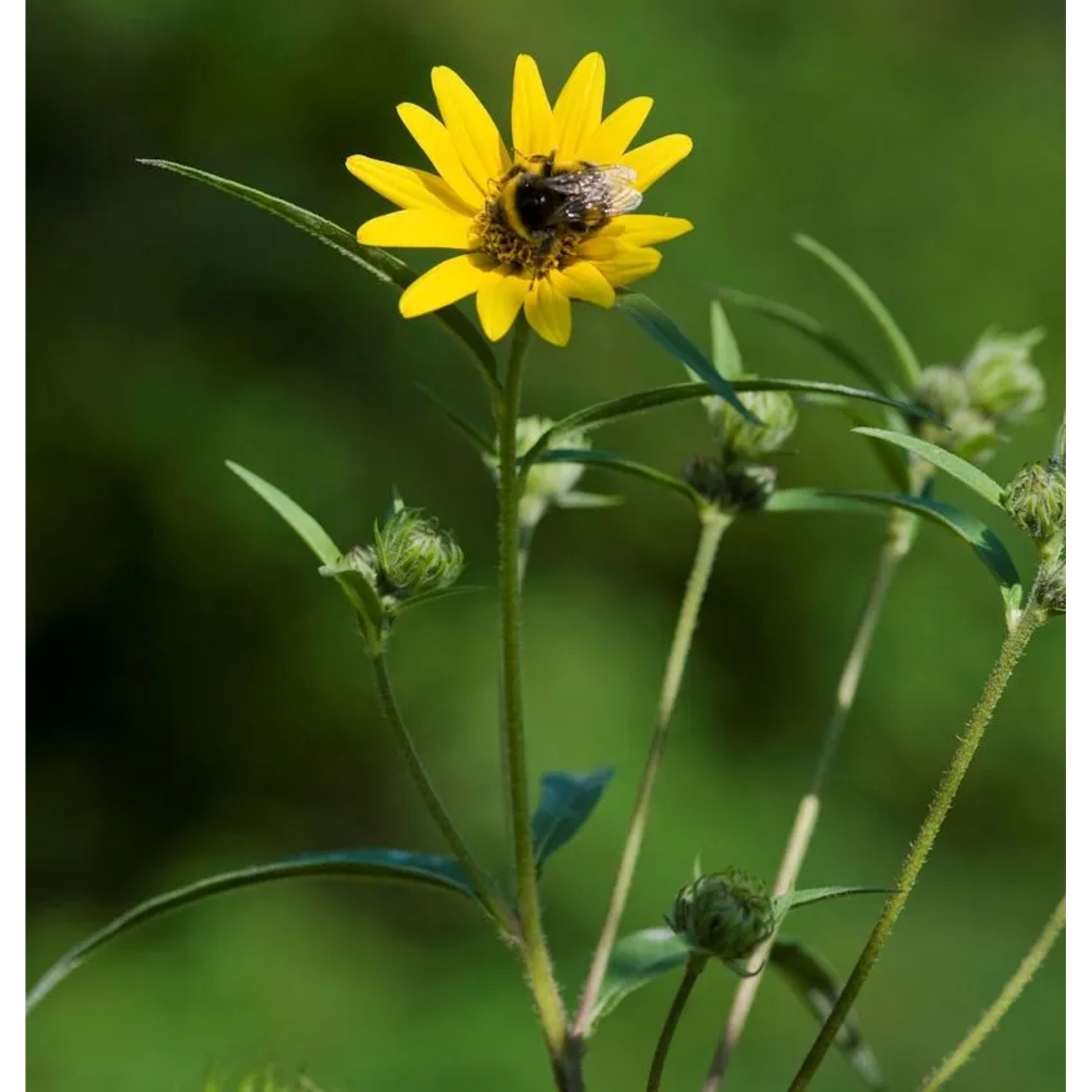 Westliche Sonnenblume - Helianthus occidentalis