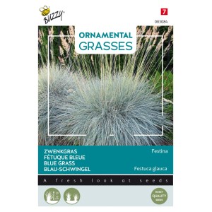 Blau-Schwingel 'Festina' Buzzy Ornamental Grasses Samen Ca. 10 Samen Stahlblaues Laub