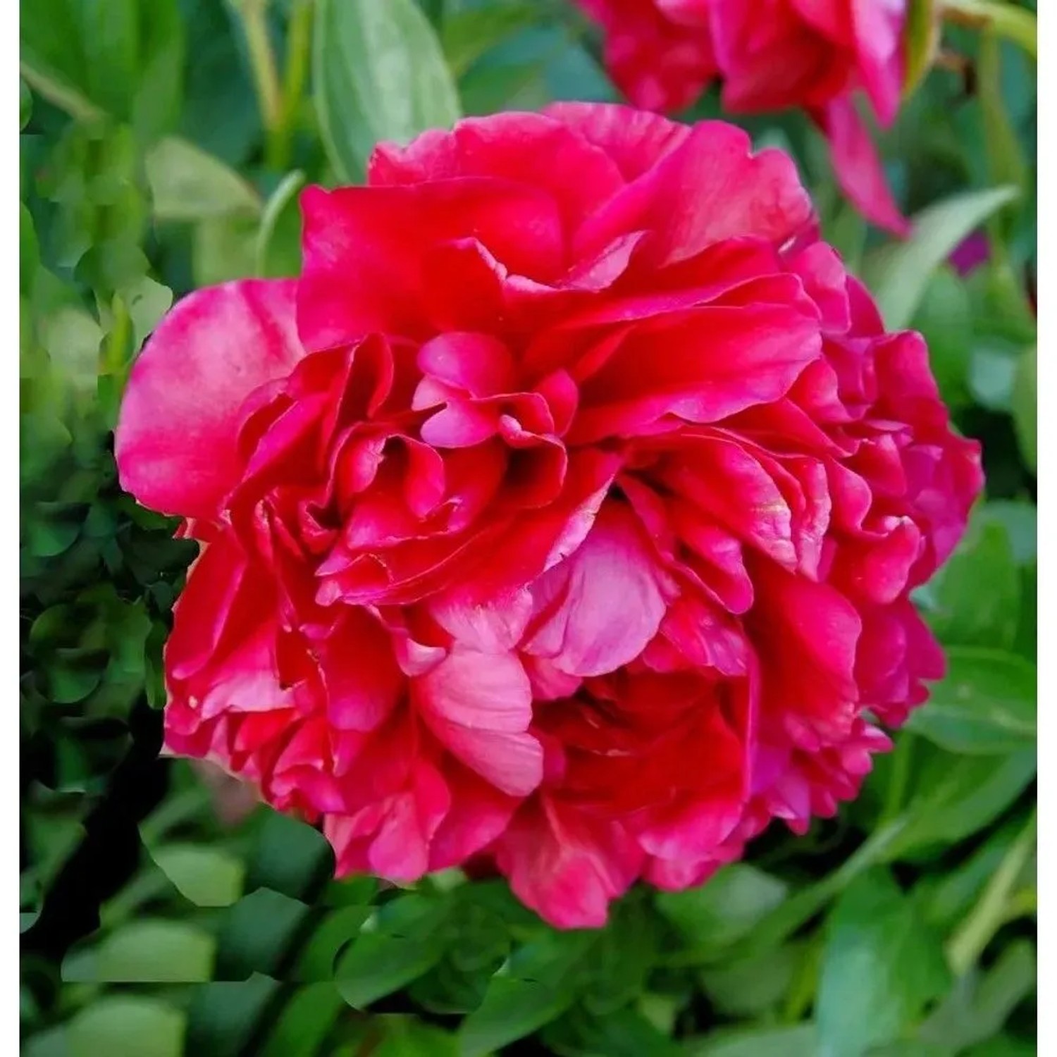 Edelpfingstrose Carol - Paeonia,actiflora