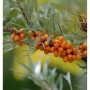 Sanddorn Friesdorfer Orange Strauch mit orangeroten Beeren und grünen Blättern.