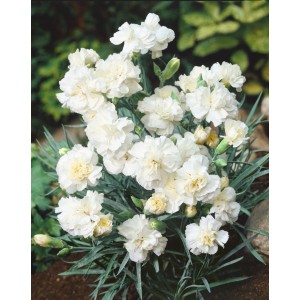 Dianthus 'Albus Plenus': Weiße Pfingstnelke im 9x9 cm Topf, ideal für Steingärten.