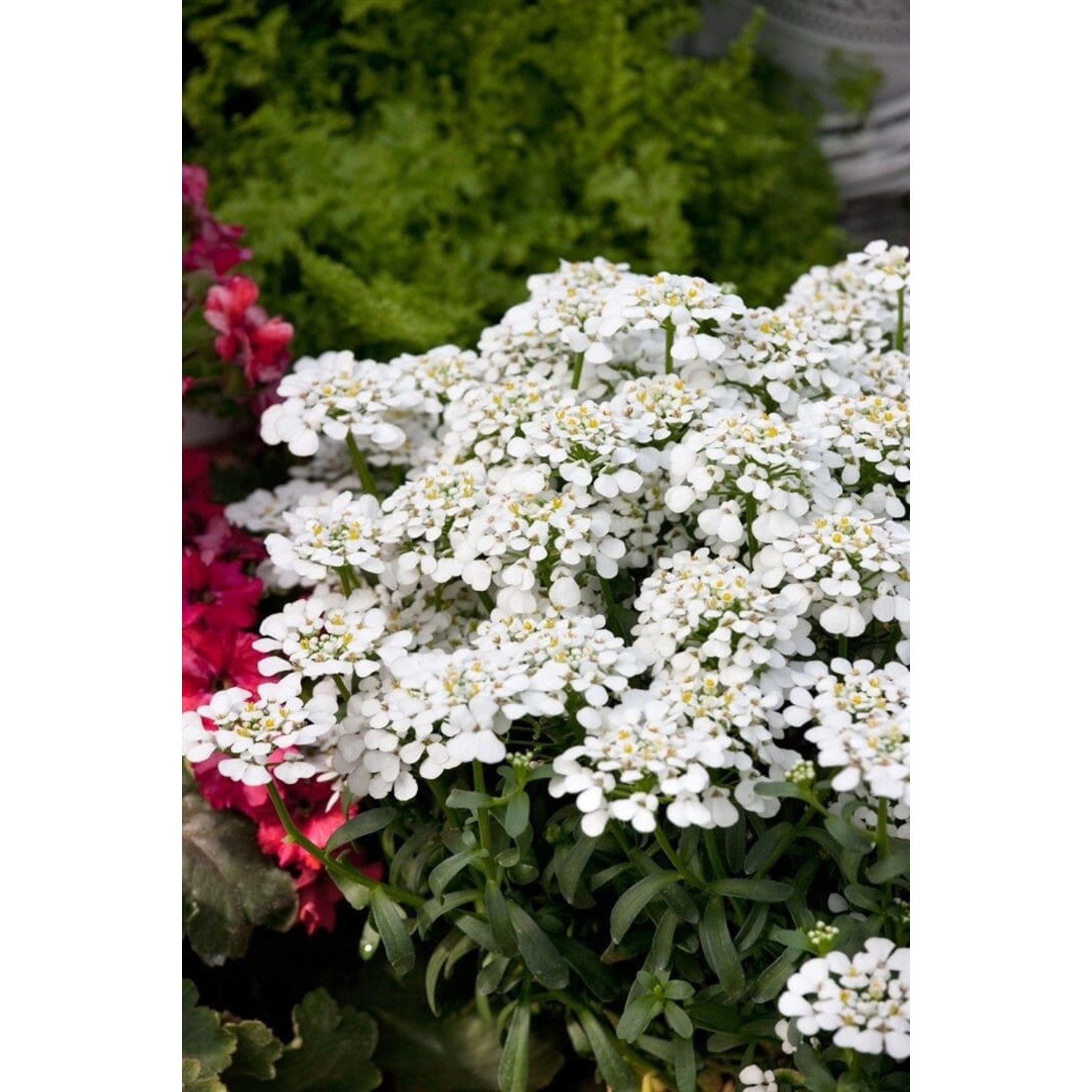Iberis Sempervirens Masterpiece Schleifenblume Weiß Ca. 9x9 cm Topf günstig online kaufen