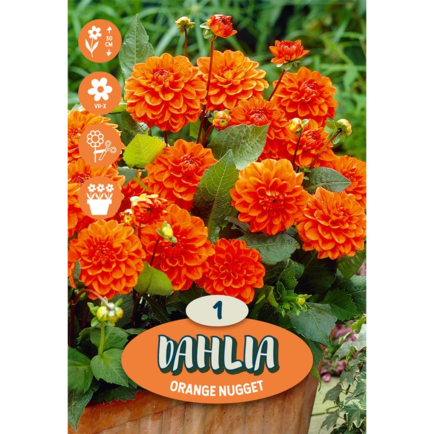 Dahlien "Arizona" Orange kaufen bei OBI