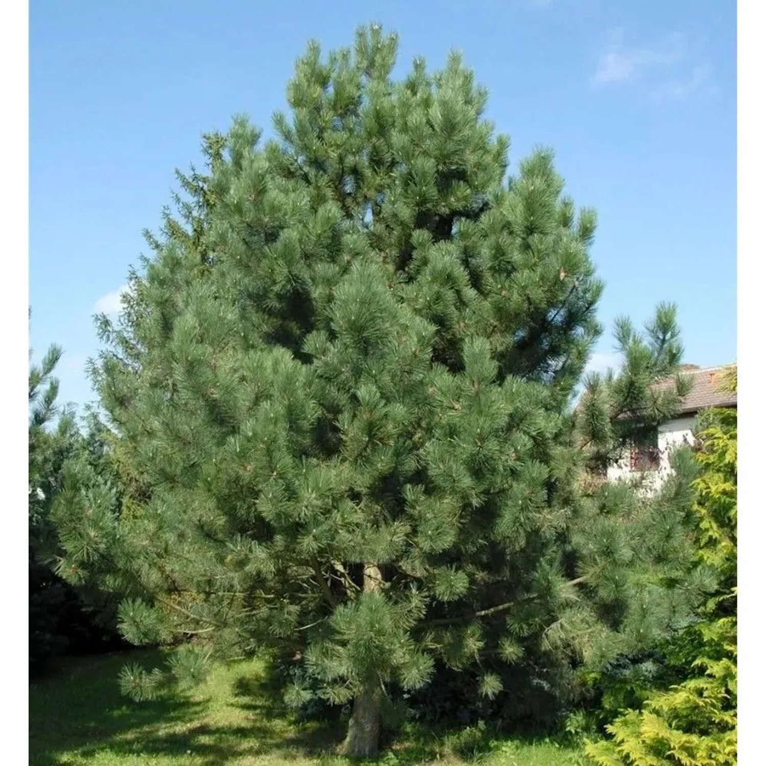 Österreichische Schwarz-Kiefer 60-80cm - Pinus nigra