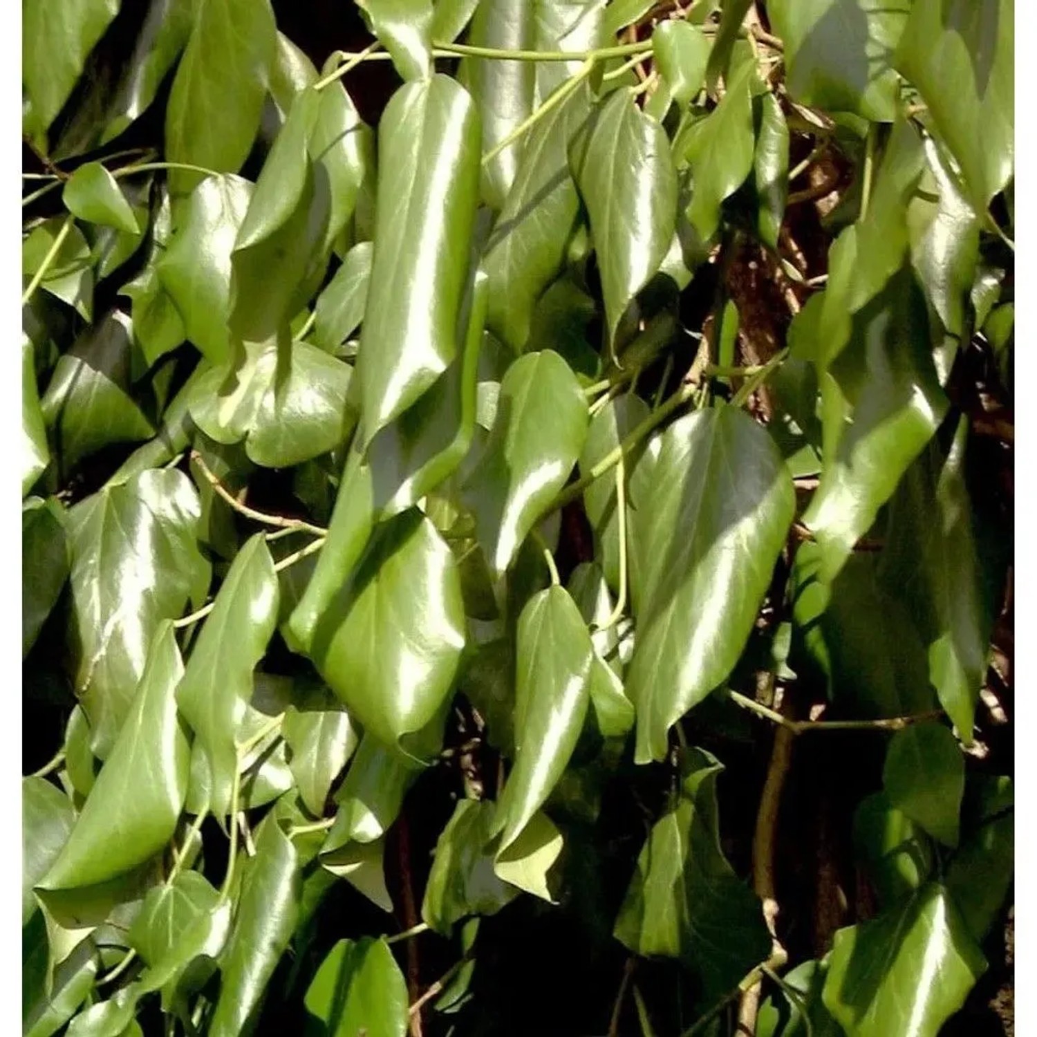 Schwarzmeer-Efeu 100-125cm - Hedera colchica
