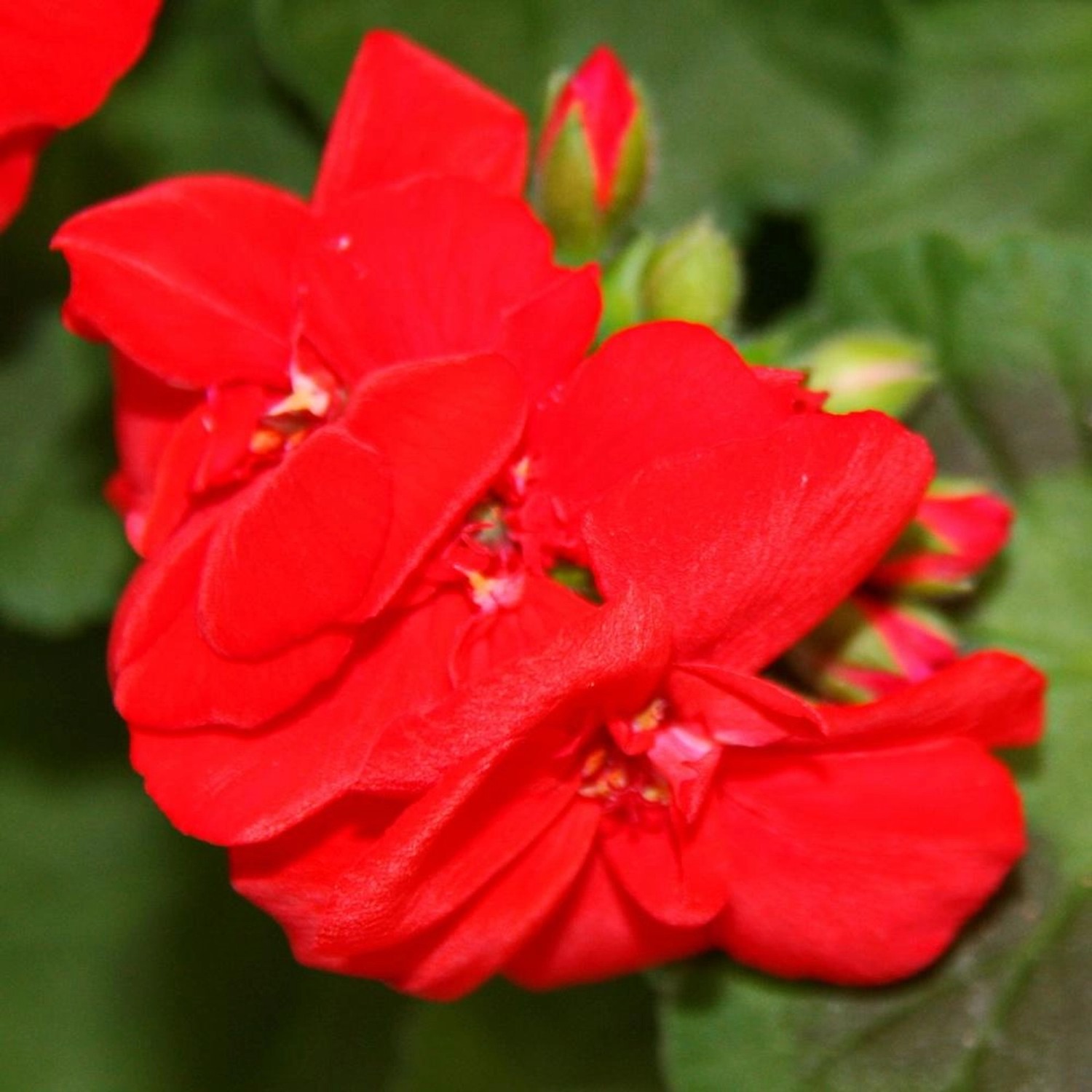 Exotenherz Geranien Stehend Pelargonium Zonale 12cm Topf Set mit 6