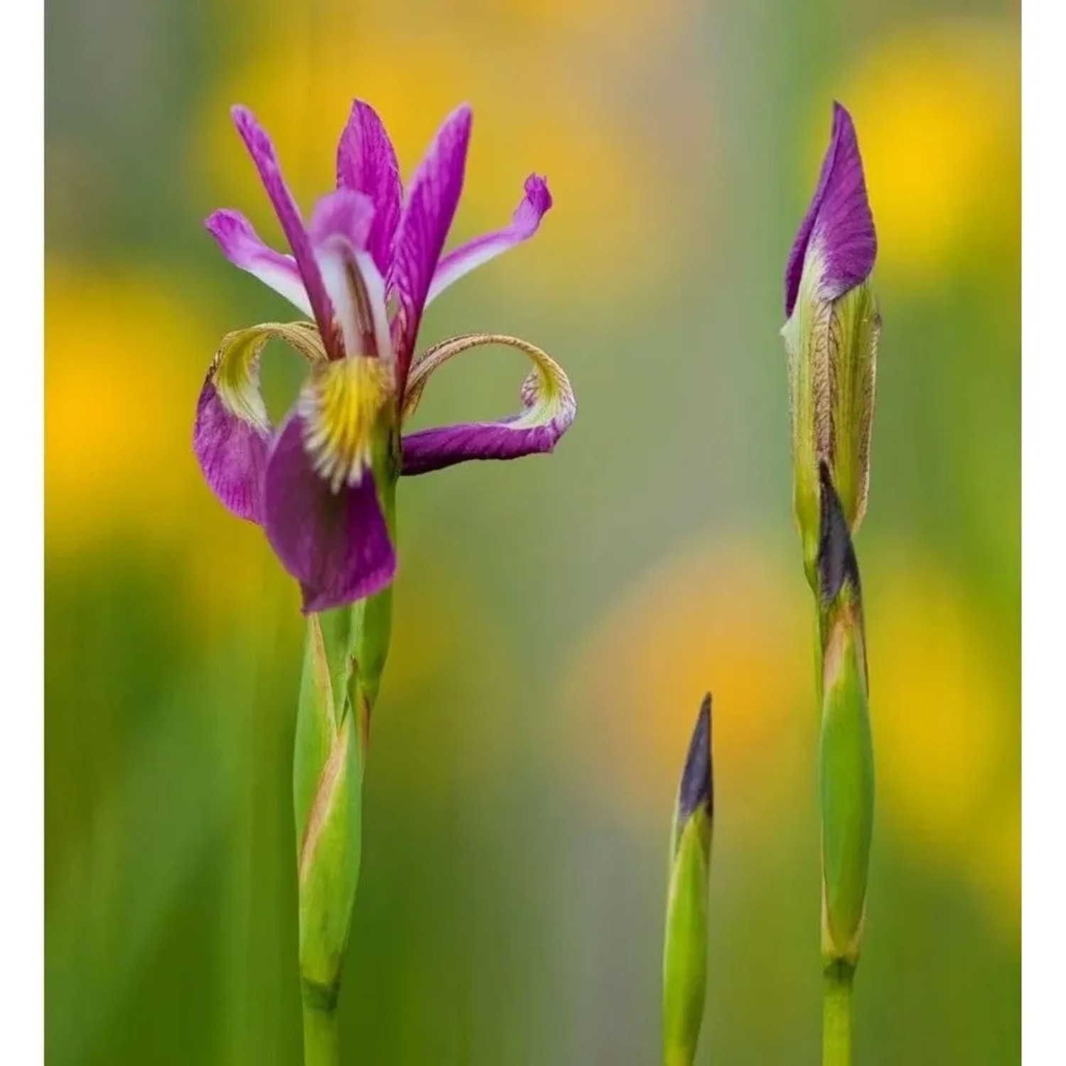 Sibirische Wieseniris Ewen - Iris sibirica