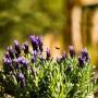 Blühender Echter Lavendel im Topf mit Biene im Flug, ca. 30cm hoch.