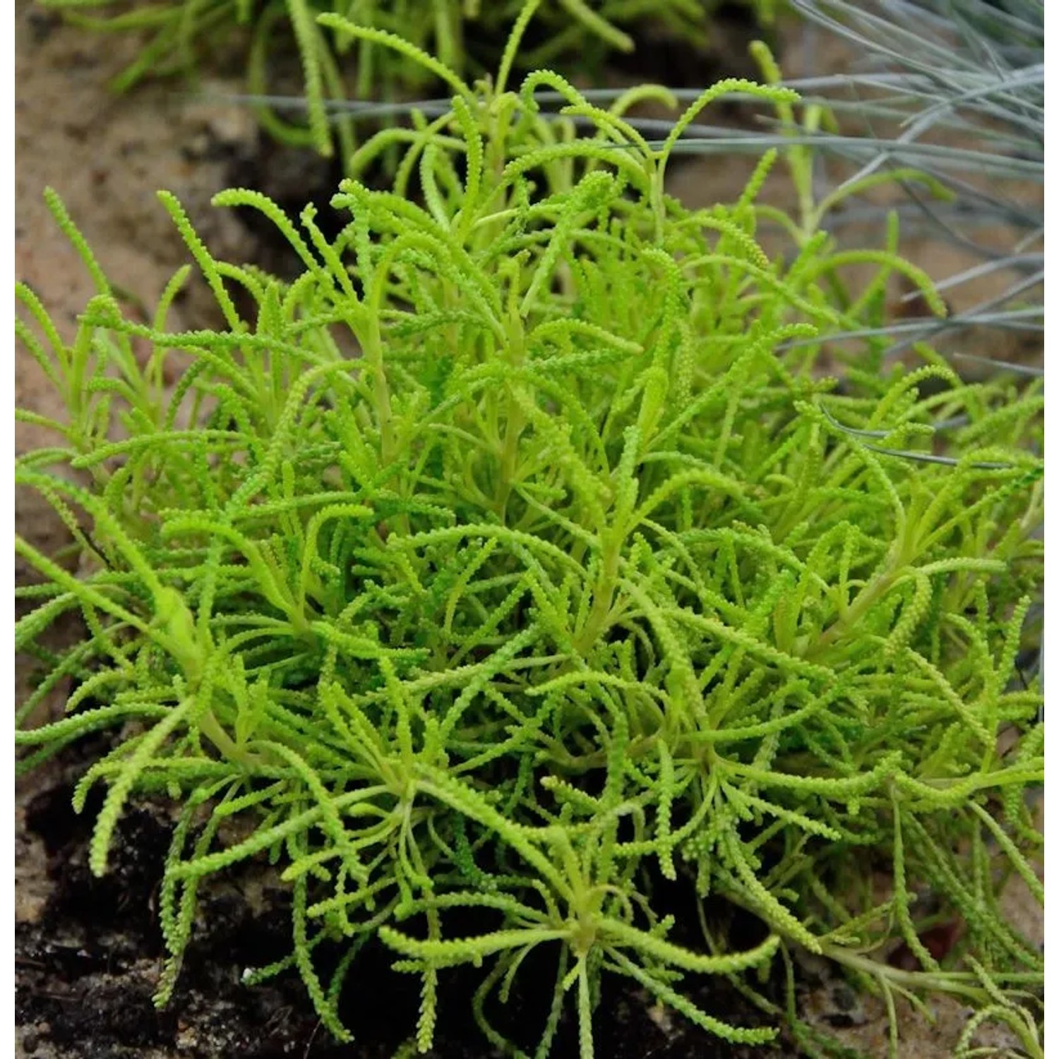 Heiligenkraut Lemon Fizz - Santolina chamaecyparissus