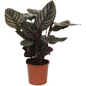 GROW by OBI Korbmarante Ornata im Topf, grüne Blätter mit rosa Streifen.