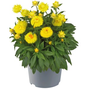 Gelbe Garten-Strohblume im Topf, eine farbenfrohe Chrysantheme für Balkon und Beet.